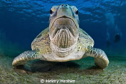Red Sea , Egypt by Helmy Hashim 